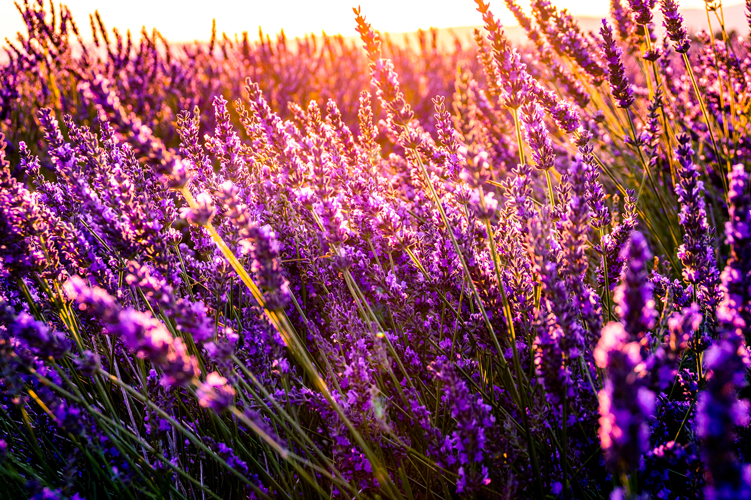 Bannière huile essentielle de lavande