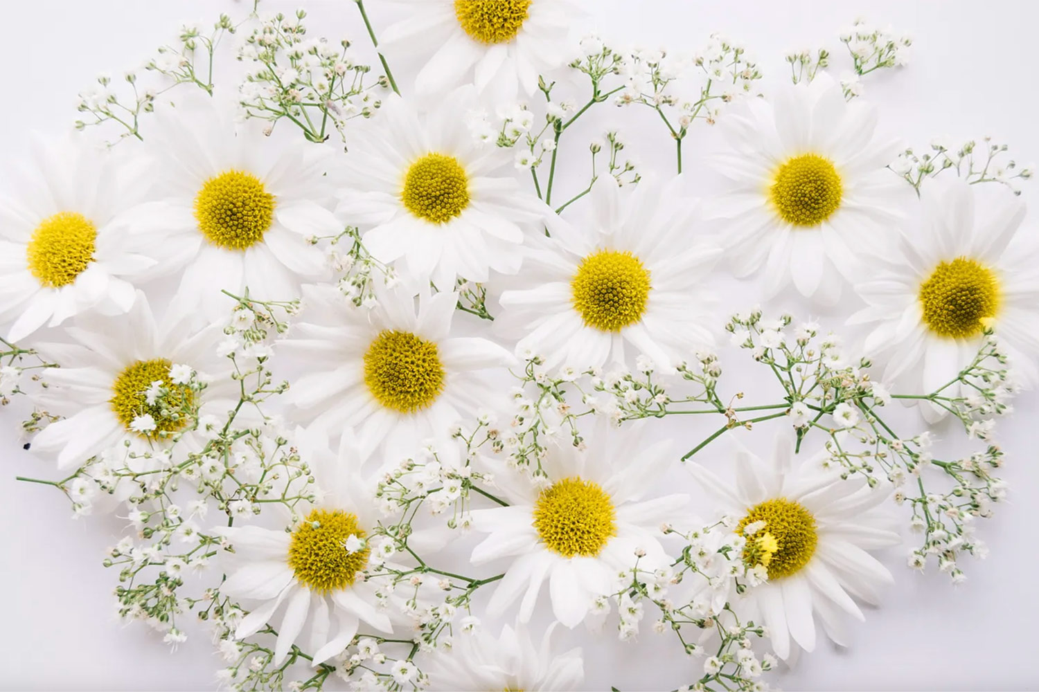 Fleurs La Camomille romaine (Anthemis nobilis)