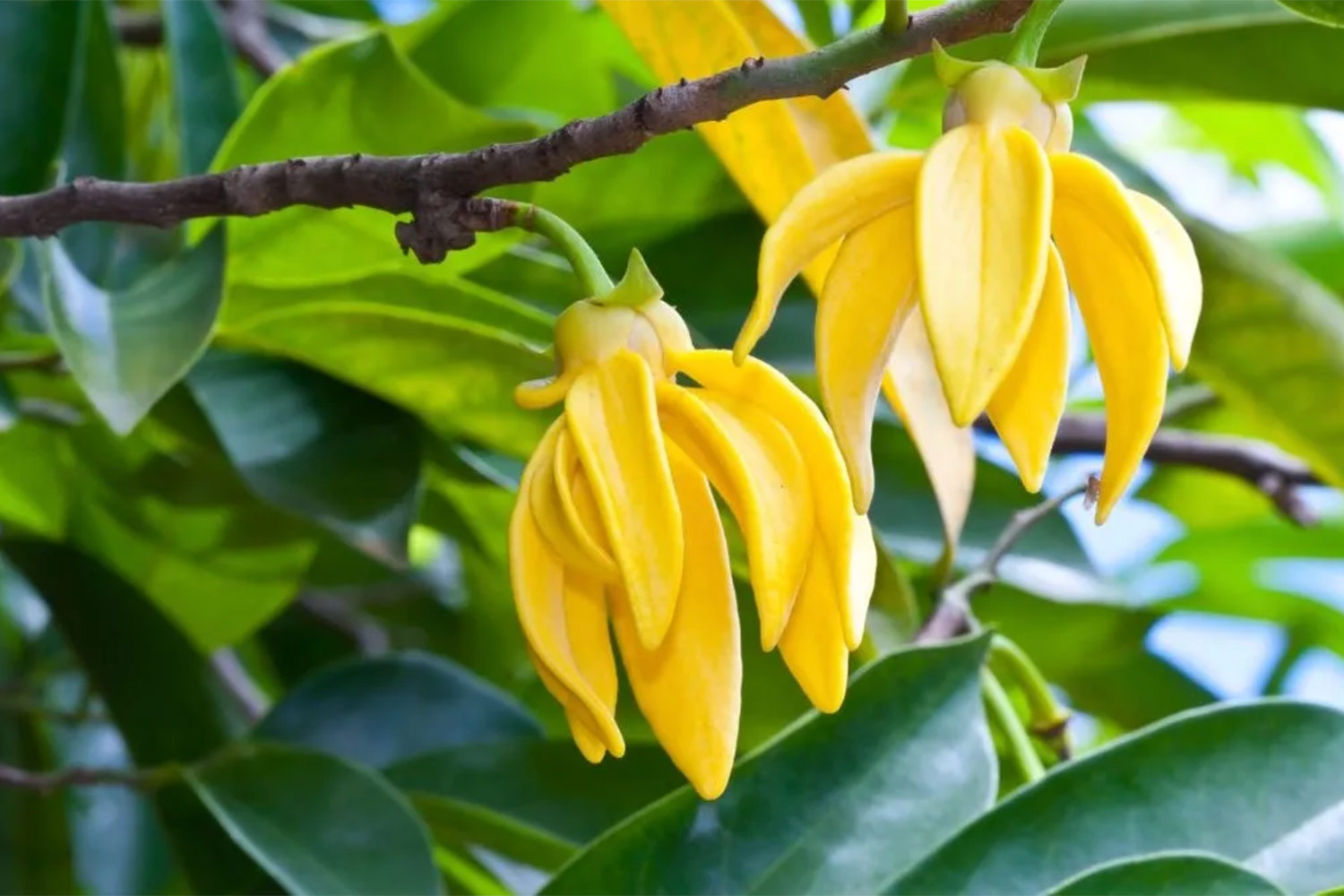 Fleurs Ylang Ylang (Cananga odorata)