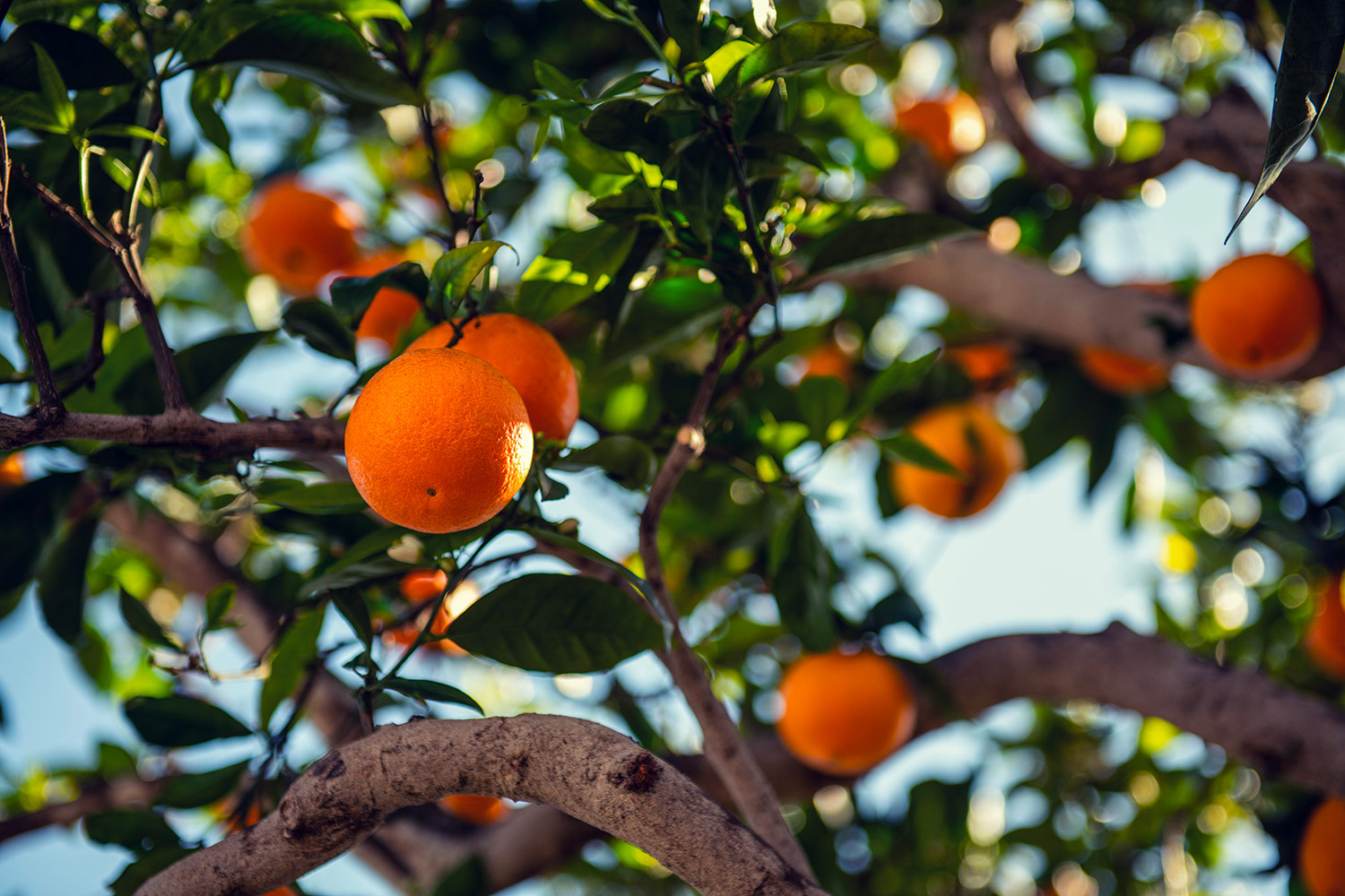Culture huile essentielle d'orange douce