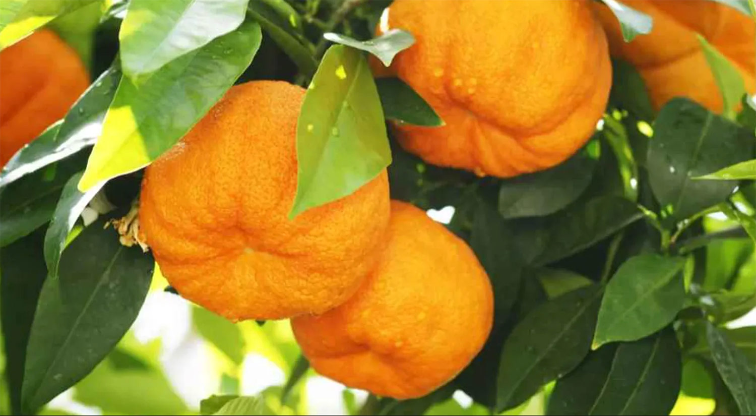 Fruits Petit grain de bigarade (Citrus aurantiu)